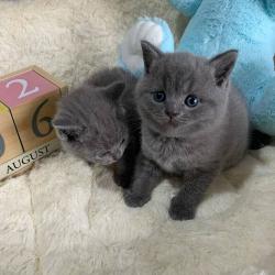 Britse Korthaar/Scottish Fold Blauw en Lilac kitten