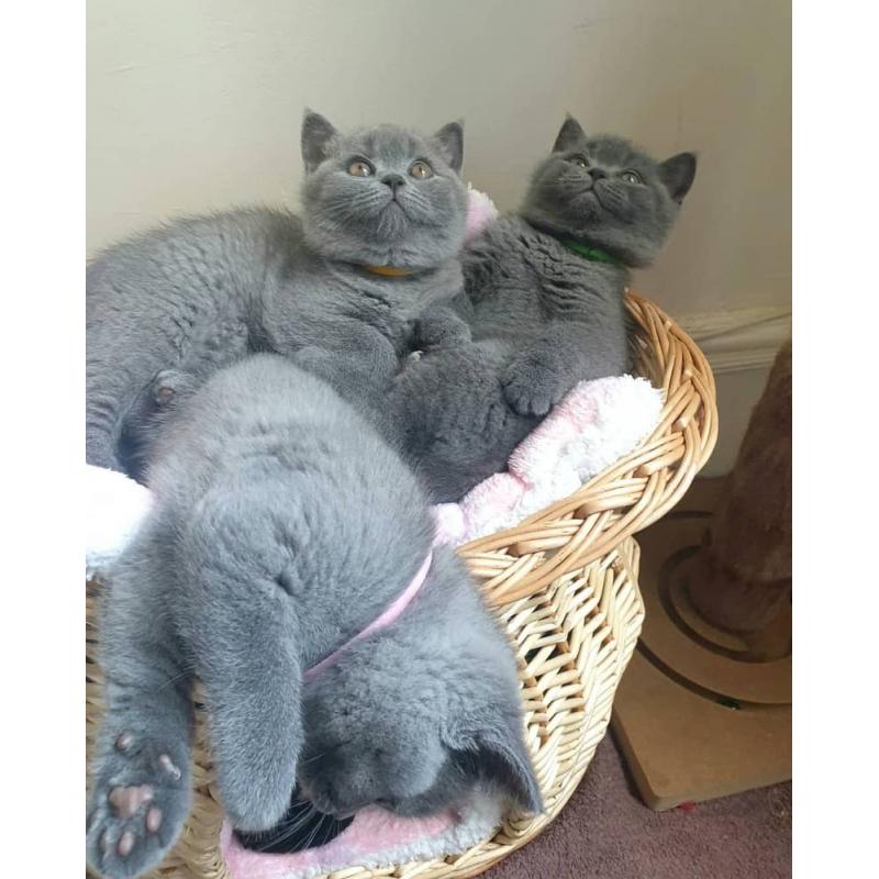 Britse Korthaar/Scottish Fold Blauw en Lilac kitten