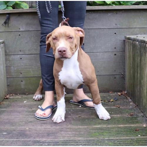 American Bully XL puppies