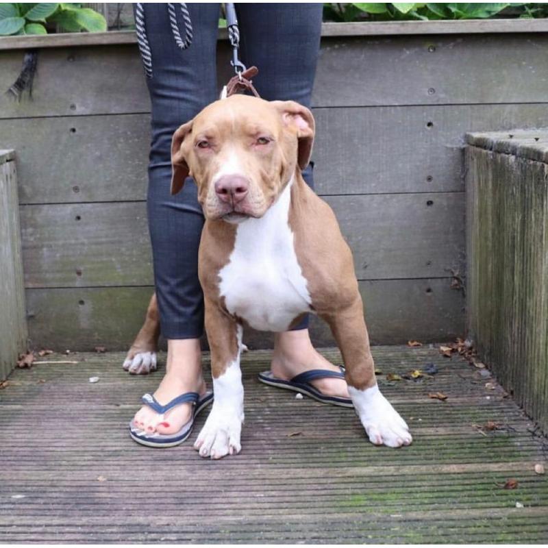 American Bully XL puppies