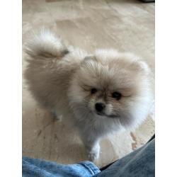 Pomeraien