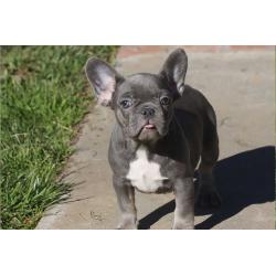 Super mooie Blauwe Franse Bulldog Pupjes.