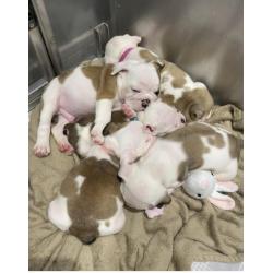 Engelse bulldog pups mogen nu weg !
