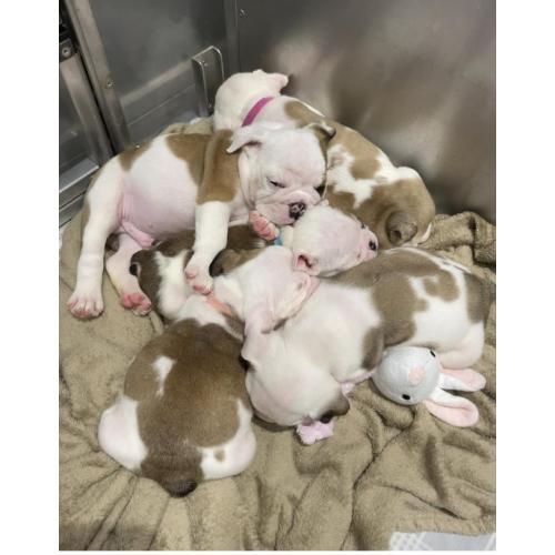 Engelse bulldog pups mogen nu weg !