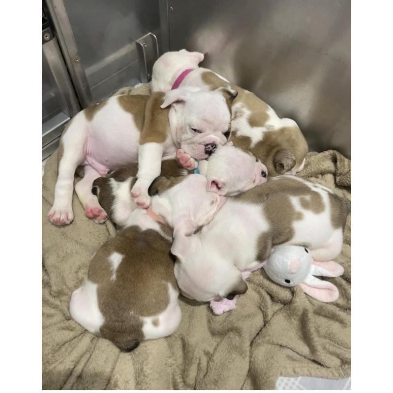 Engelse bulldog pups mogen nu weg !