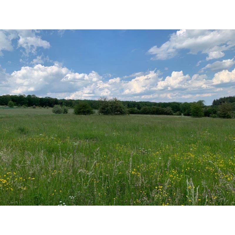 PALENGE- Durbuy: bouwgrond 11a 16ca – VAS1294B