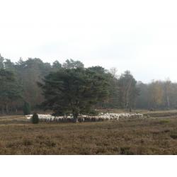 Vakantiewoning op de Veluwe