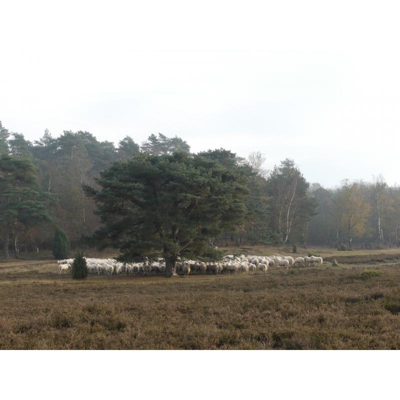 Vakantiewoning op de Veluwe