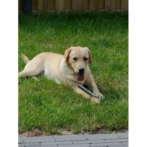 Retriever Labrador