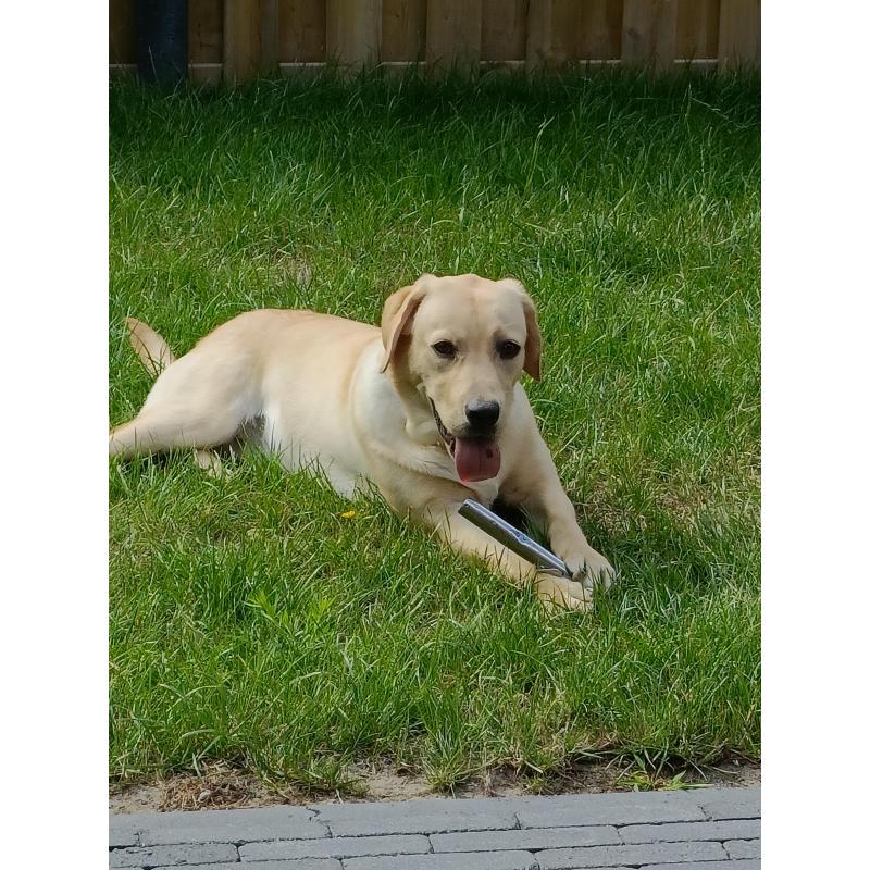 Retriever Labrador