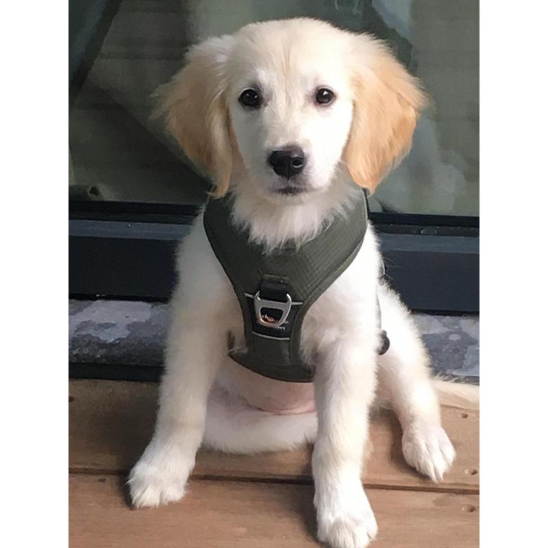 Goldenretriever puppy