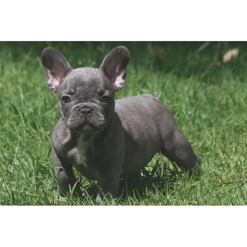 Super mooie Blauwe Franse Bulldog Pupjes.