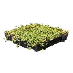Sedumtray ECO voor groen dak / sedum dak