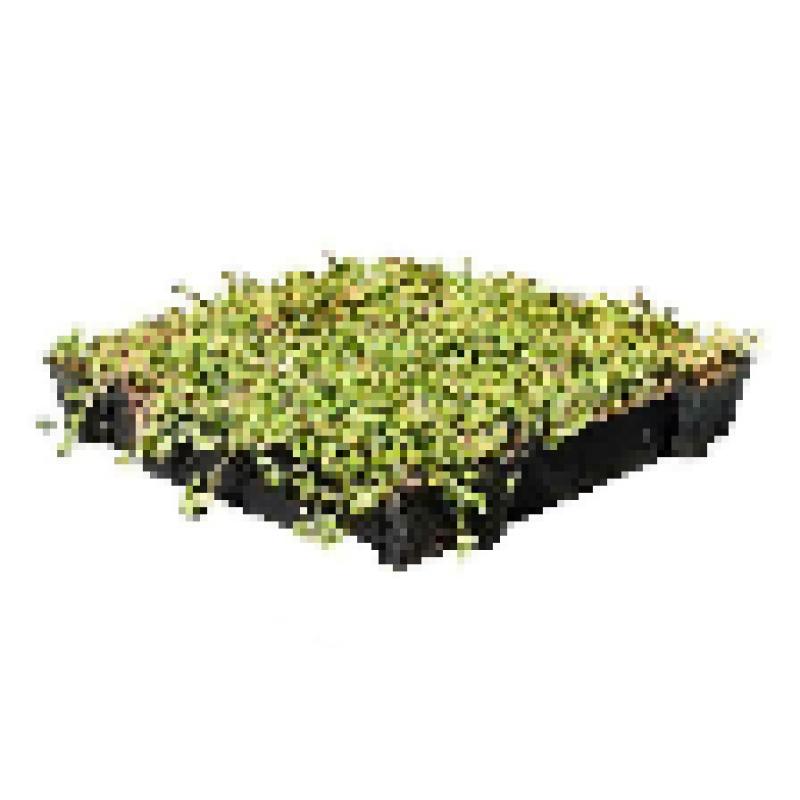Sedumtray ECO voor groen dak / sedum dak