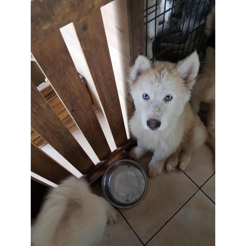 Ik verkoop husky pup