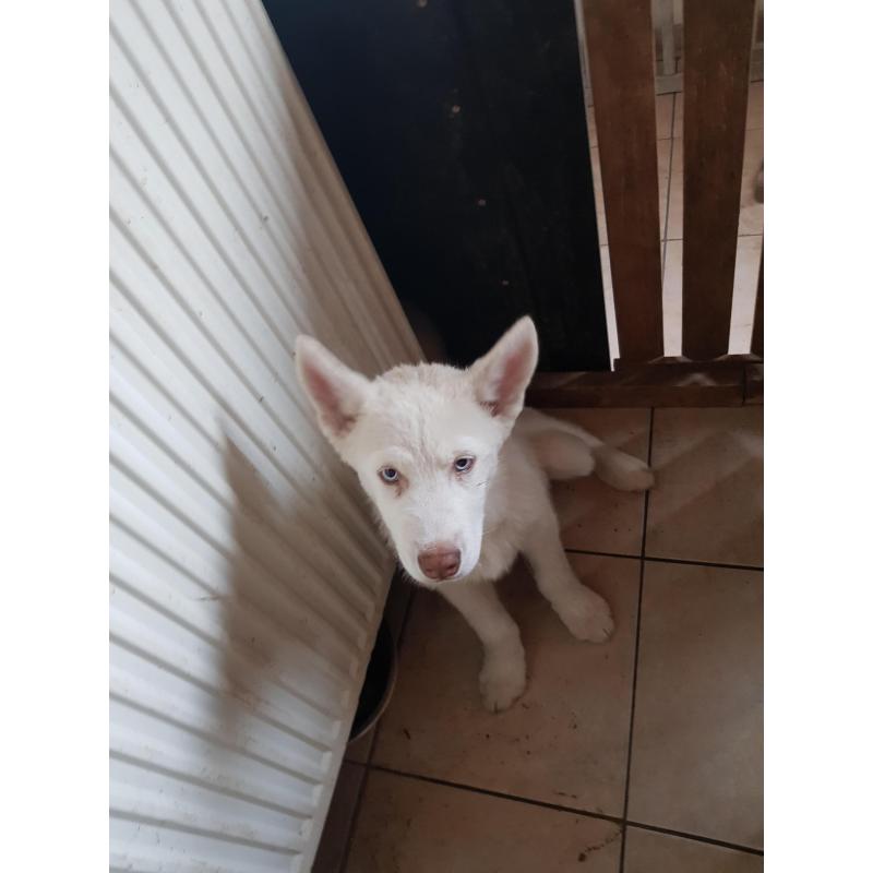 Ik verkoop husky pup