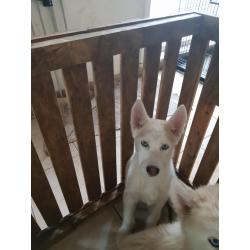 Ik verkoop husky pup