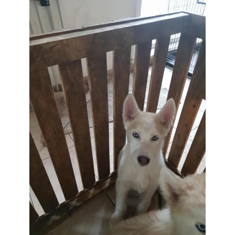 Ik verkoop husky pup