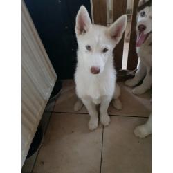 Ik verkoop husky pup