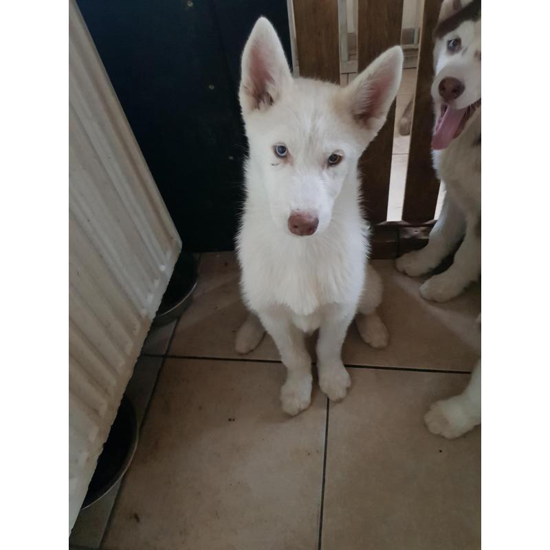 Ik verkoop husky pup