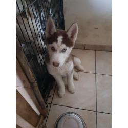 Ik verkoop husky pup