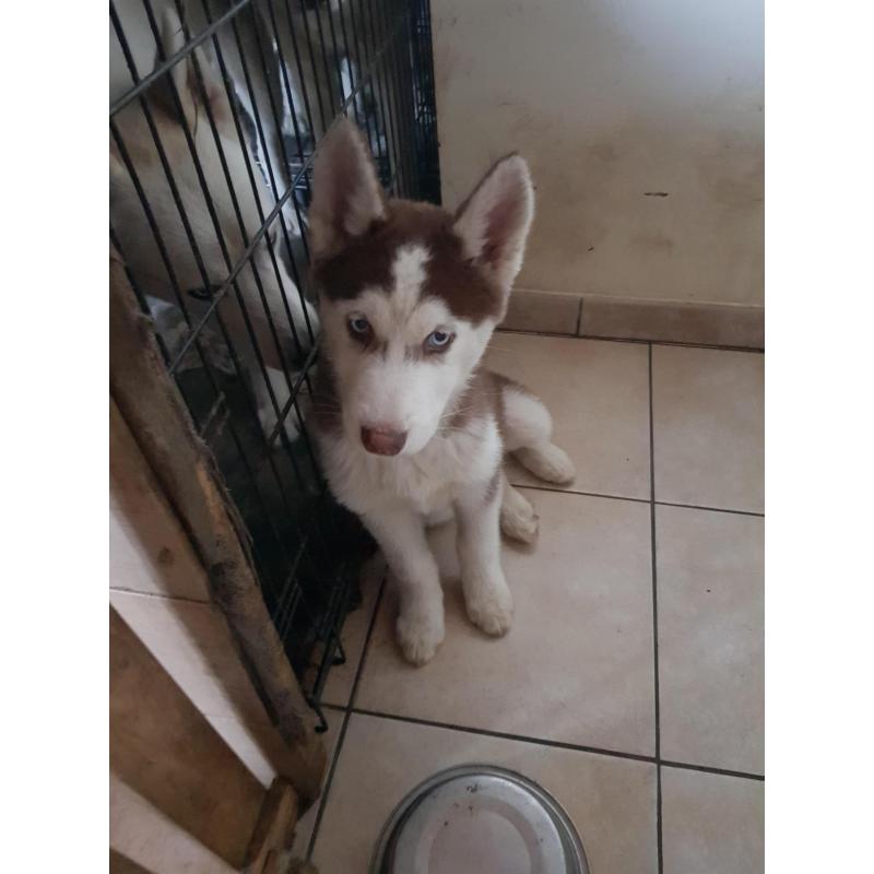 Ik verkoop husky pup
