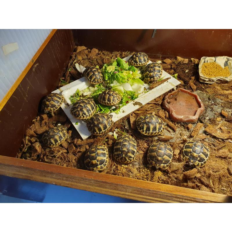 Griekse landschildpad