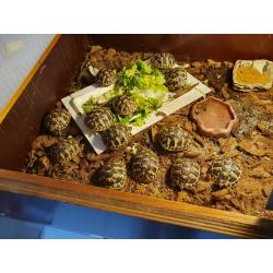 Griekse landschildpad