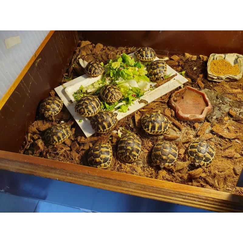 Griekse landschildpad