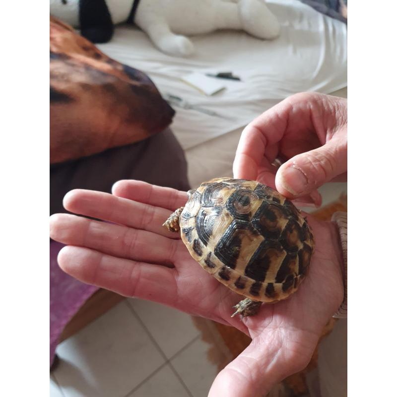 Griekse landschildpad