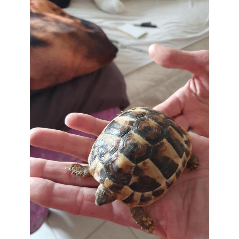 Griekse landschildpad