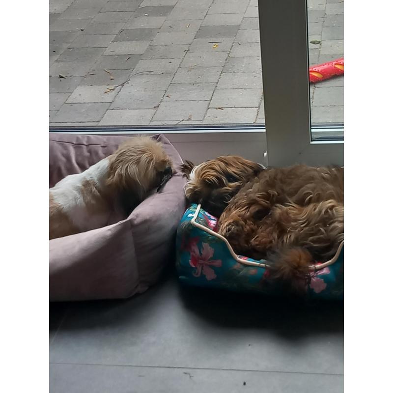 Te Koop - Shi Tzu pups