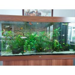 Juwel aquarium 350 l met meubel