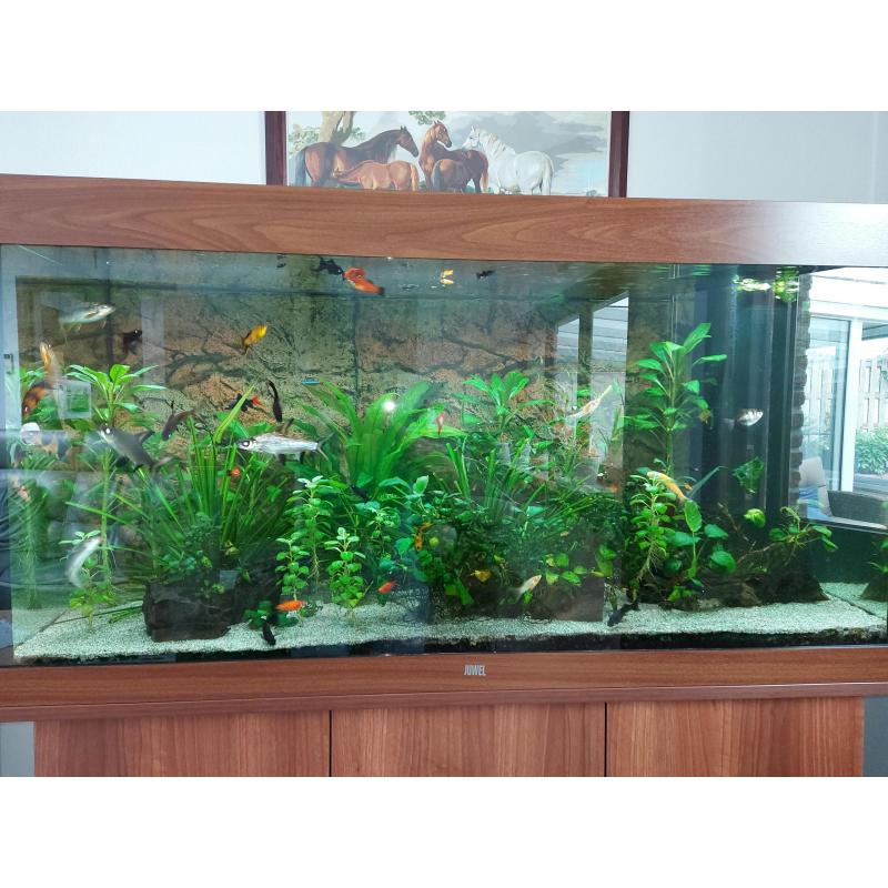 Juwel aquarium 350 l met meubel