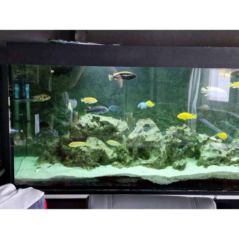 Mbuna malawi cichliden