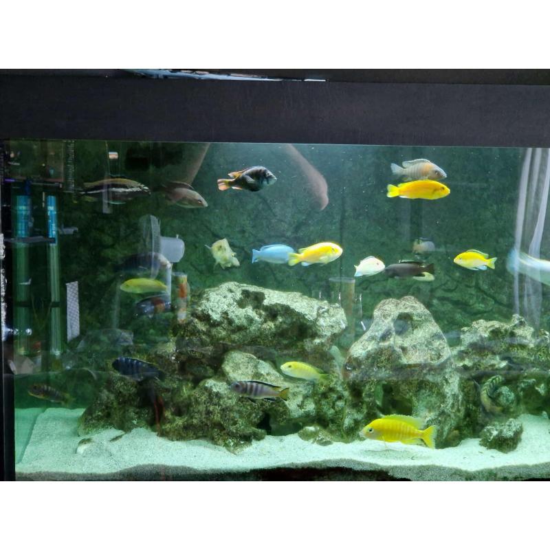 Mbuna malawi cichliden