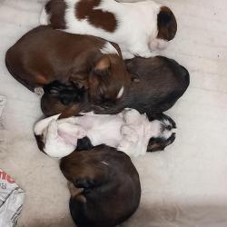 Te Koop - Shi Tzu pups
