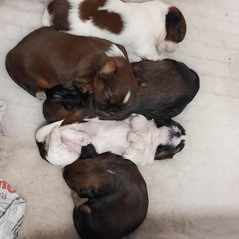 Te Koop - Shi Tzu pups