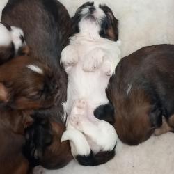 Te Koop - Shi Tzu pups