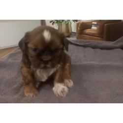 Te Koop - Shi Tzu pups