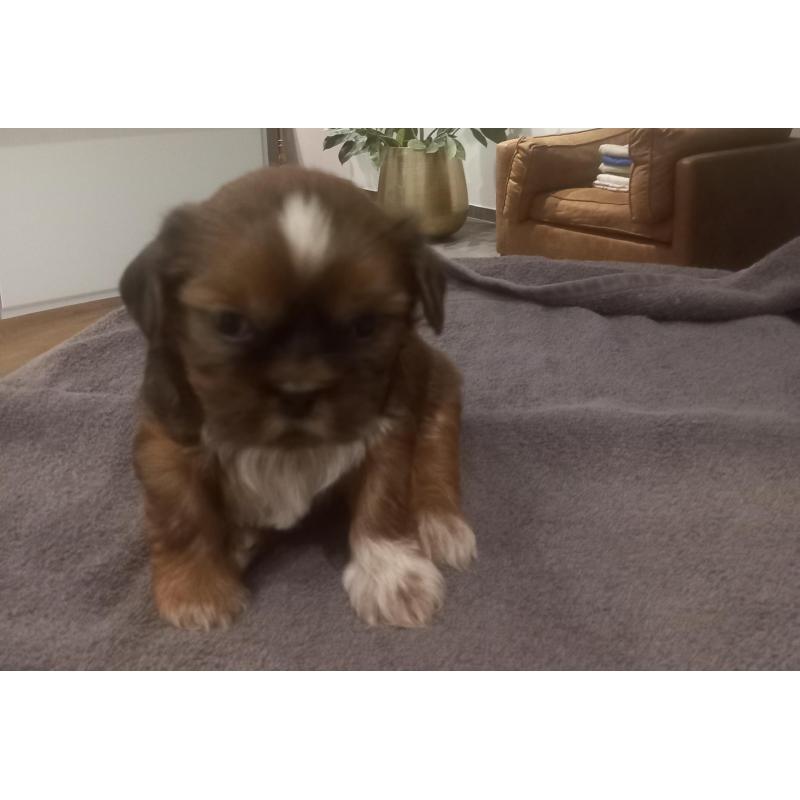 Te Koop - Shi Tzu pups