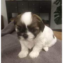 Te Koop - Shi Tzu pups