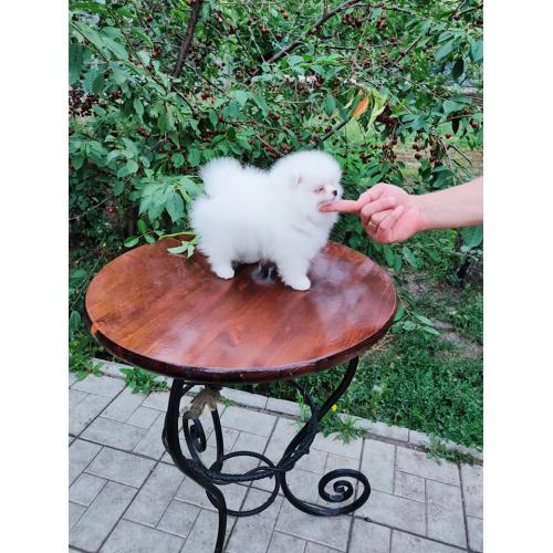 Pomeranian Pups Prachtige Gratis