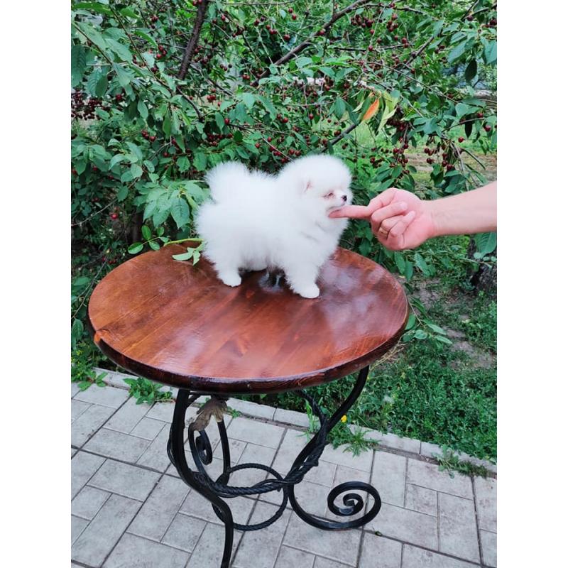 Pomeranian Pups Prachtige Gratis