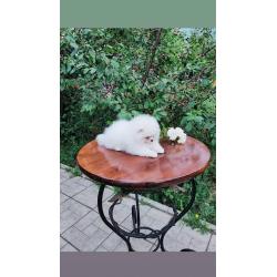 Pomeranian Pups Prachtige Gratis