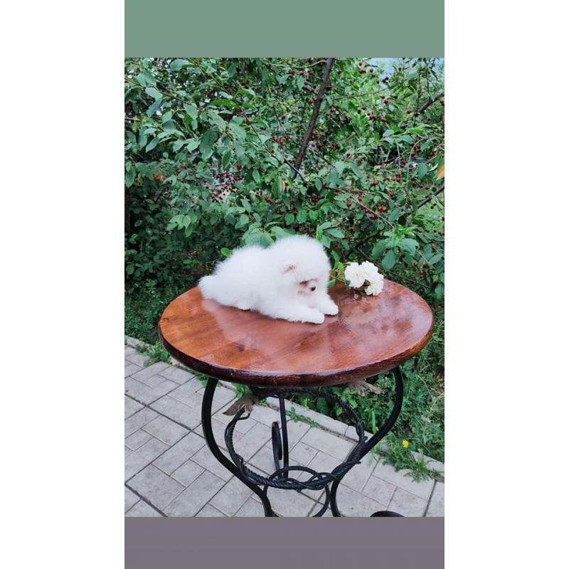 Pomeranian Pups Prachtige Gratis