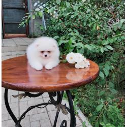 Pomeranian Pups Prachtige Gratis