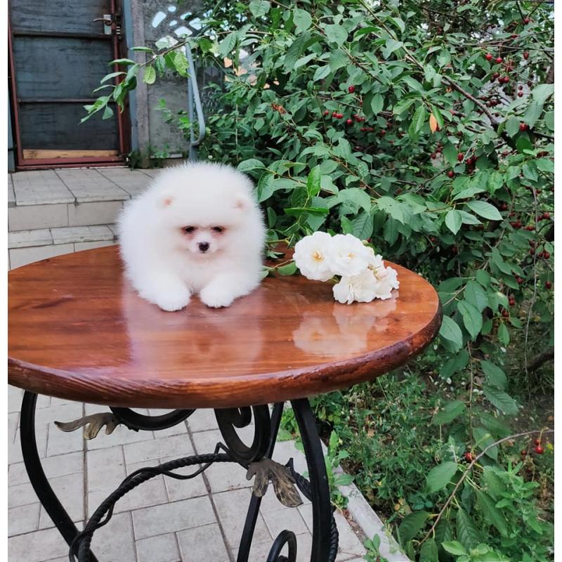 Pomeranian Pups Prachtige Gratis
