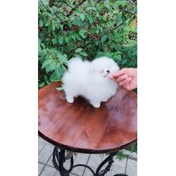 Pomeranian Pups Prachtige Gratis