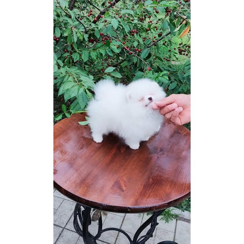 Pomeranian Pups Prachtige Gratis